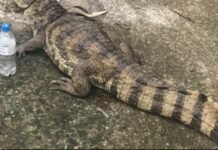 Filhote de jacaré é encontrado ferido em rua do Parque Dez na Zona Centro-Sul de Manaus