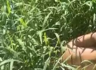 Corpo é encontrado com sinais de execução no interior do Amazonas