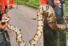 Jiboia de três metros é resgatada por equipe de limpeza no Amazonas
