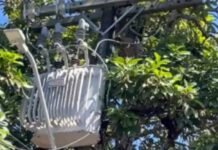 Homem morre após sofrer descarga elétrica enquanto colhia abacates em Manaus
