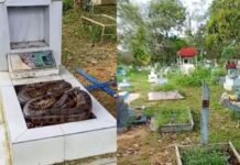 Cobra é encontrada sobre túmulo e assusta trabalhadores no Cemitério Tarumã em Manaus
